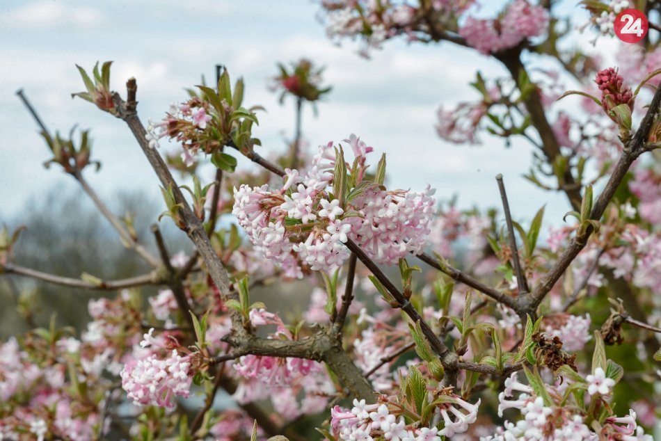 Ilustračný obrázok k článku Jar prebúdza naše okolie: Príroda pri Nitre krásne rozkvitla, FOTO