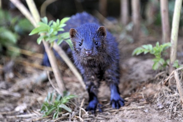 Ilustračný obrázok k článku Petícia  za zákaz kožušinového chovu: Podpísalo ju už viac ako 30-tisíc Slovákov