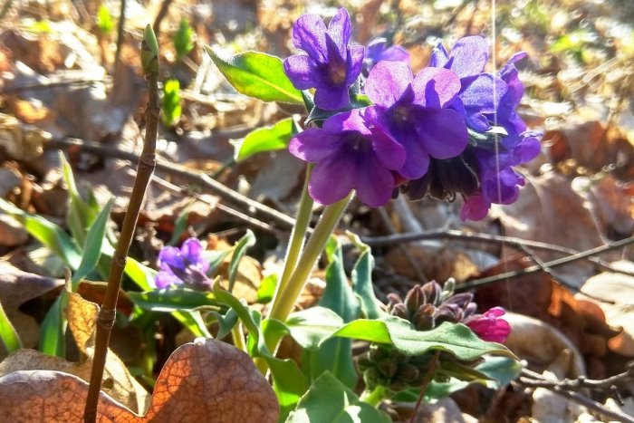 Ilustračný obrázok k článku RANNÁ ŠTVORKA: Pondelok prinesie teploty do 14 stupňov, oslavuje Marián