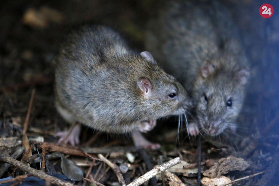 Ilustračný obrázok k článku Polícia rieši BIZARNÝ problém! Potkany jej ŽERÚ zhabanú marihuanu