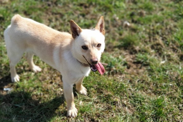 Ilustračný obrázok k článku Rudyho chytili v žiarskych uliciach: Tento štvornohý fešák má jednu zvláštnosť