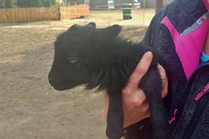 Ilustračný obrázok k článku Babičkin park prežíva jar naplno: Pribudla ovečka aj malé morky, FOTO