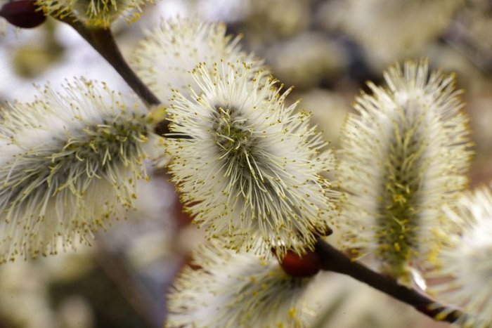 Ilustračný obrázok k článku Volebný víkend bude slnečný: Teploty stúpnu na hranicu + 20 °C