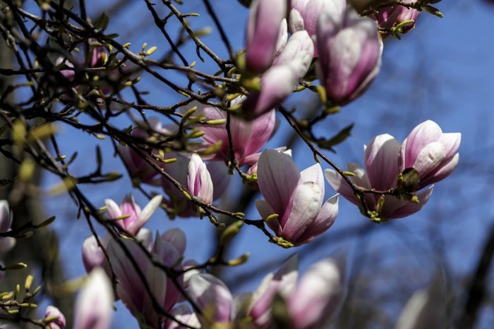 Ilustračný obrázok k článku RANNÁ ŠTVORKA: Prvý aprílový deň bude slnečný s teplotami do 17 °C, meniny má Hugo