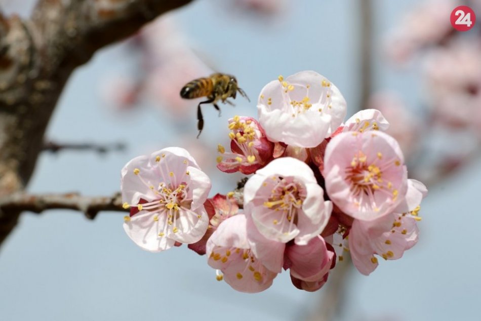 Ilustračný obrázok k článku RANNÁ ŠTVORKA: V stredu bude polooblačno s teplotami do 18 °C, meniny má Richard