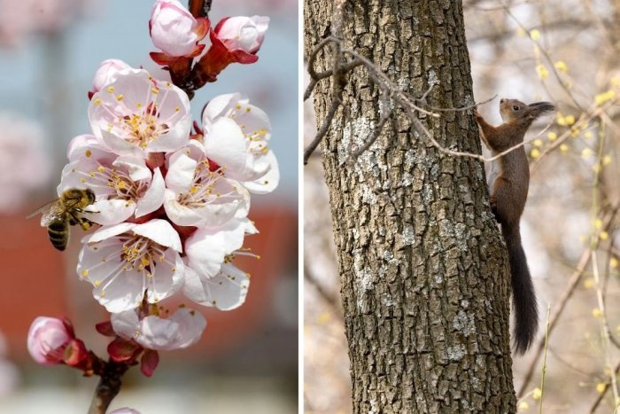 Ilustračný obrázok k článku Jar sa ukázala v plnej kráse: TOP zábery z okolia Nitry, FOTO