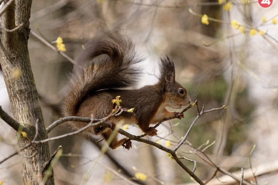 Ilustračný obrázok k článku RANNÁ ŠTVORKA: V utorok bude polooblačno s teplotami do 21 °C, meniny má Milena