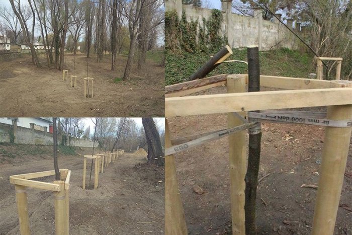 Ilustračný obrázok k článku Vandali sa vyzúrili na Sihoti: Za obeť im padli novovysadené stromčeky, FOTO