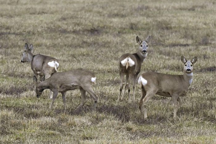 Ilustračný obrázok k článku Voľne pobiehajúci pes opäť zabíjal. Policajti už prijali trestné oznámenie