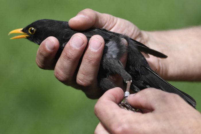 Ilustračný obrázok k článku V Arboréte Borová hora odchytávali vtáky. Akcia pritiahla stovky detí aj celé rodiny