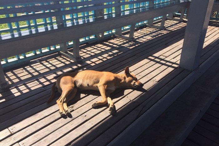 Ilustračný obrázok k článku V Košickej Polianke majú dlhodobý problém s potulujúcimi sa psami