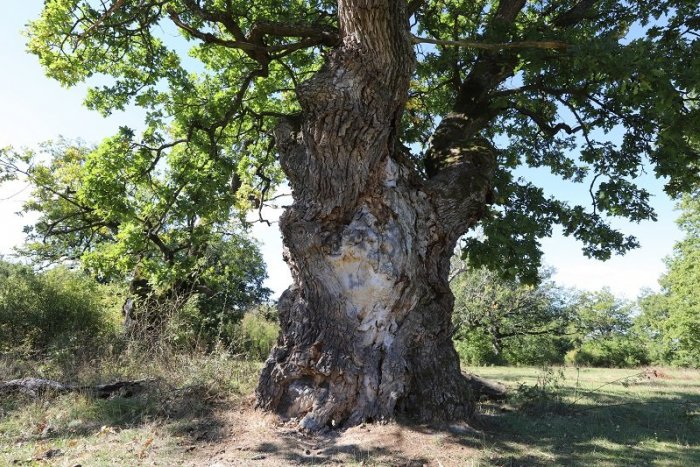 Ilustračný obrázok k článku Nadácia Ekopolis vyhlásila ďalší ročník ankety Strom roka