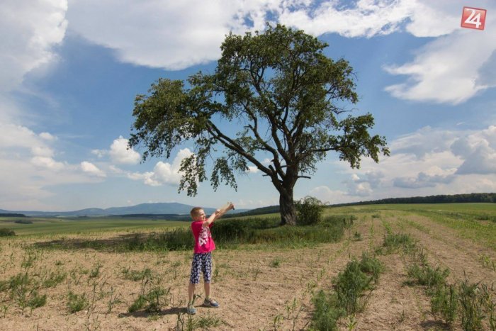 Ilustračný obrázok k článku Nadácia Ekopolis vyhlásila ďalší ročník ankety Strom roka