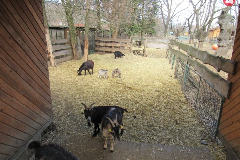 Ilustračný obrázok k článku Opatrenia sa uvoľnili, Ekopark sa teší veľkej obľube: Otvorí teda aj prešovská minizoo?