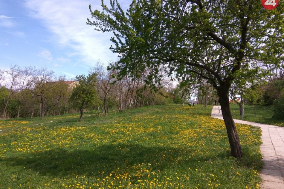 Ilustračný obrázok k článku Strom pre každého novorodenca v Nových Zámkoch? Navrhol to jeden z poslancov