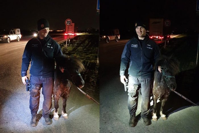 Ilustračný obrázok k článku Kuriózna pátracia akcia za Trnavou: Policajti naháňali poníka