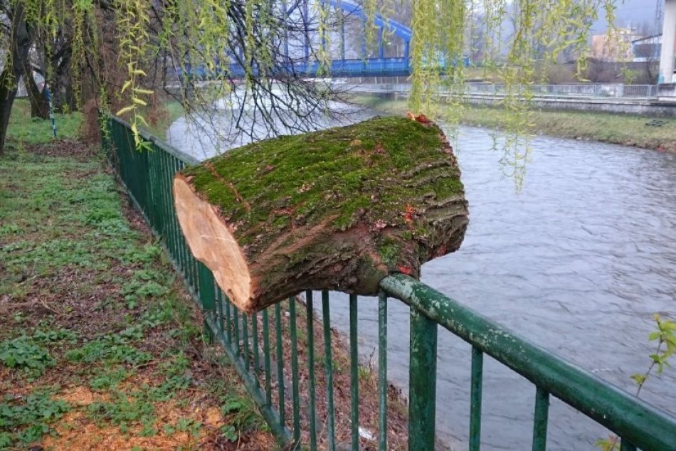 Ilustračný obrázok k článku Obdivuhodná sila prírody. Odpílený kmeň pri Hrone púta pozornosť Bystričanov, FOTO
