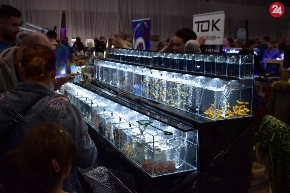 Ilustračný obrázok k článku FOTO: Exotické zvieratá sa na deň usadili v Spoločenskom pavilóne