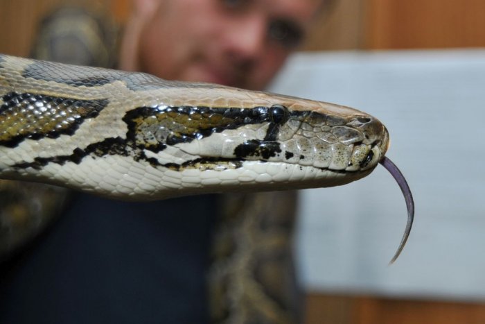 Ilustračný obrázok k článku Vedci chytili vyše päťmetrovú samicu pytóna: Váži 64 kilogramov