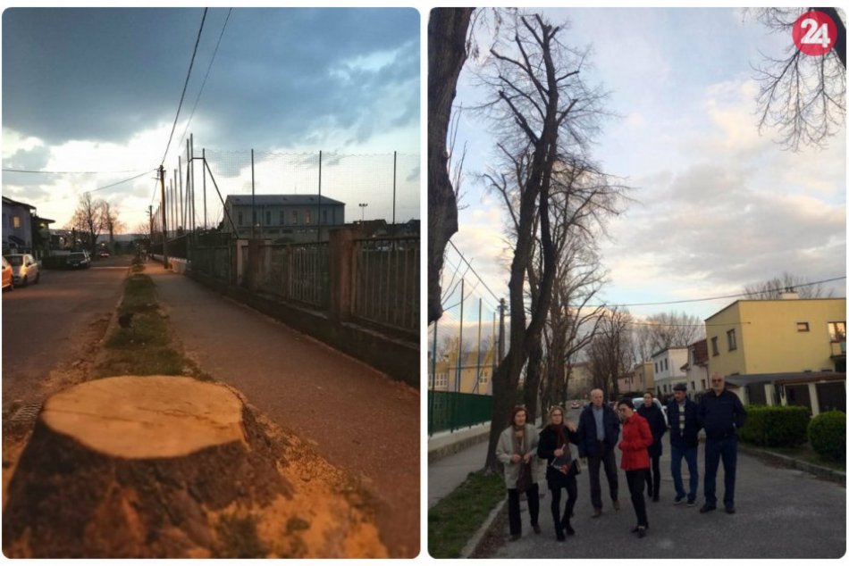 Ilustračný obrázok k článku Trnávka prišla o krásnu alej. Prečo museli majestátne stromy vyrúbať?