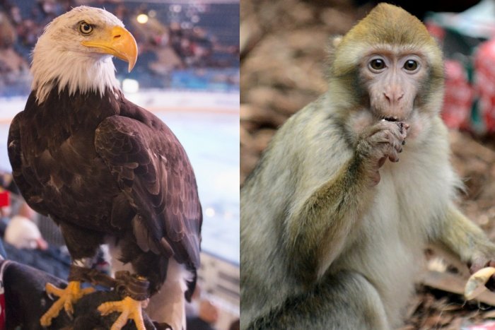 Ilustračný obrázok k článku Dravce a primáty by sa mali dostať na zoznam nebezpečných zvierat