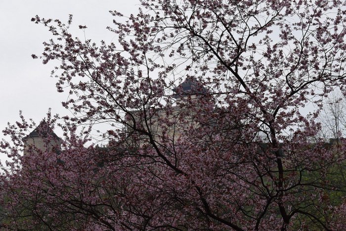 Ilustračný obrázok k článku Jar už skrášľuje Trenčín: FOTKY ako jasný dôkaz