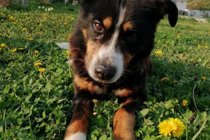 Ilustračný obrázok k článku Štvornohí chlpáči zo Šale čakajú: Príďte si po skvelého spoločníka, FOTO