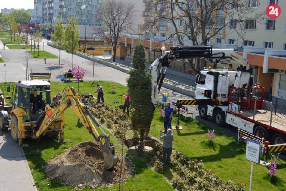 Ilustračný obrázok k článku Na pešej zóne vo Vrakuni vyrástli šesťmetrové smreky. Jarná revitalizácia je v plnom prúde
