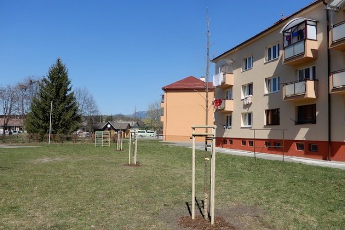 Ilustračný obrázok k článku Pekný počin v Mikuláši: Na počesť jubilea štátnej ochrany prírody vysadili symbolické stromy