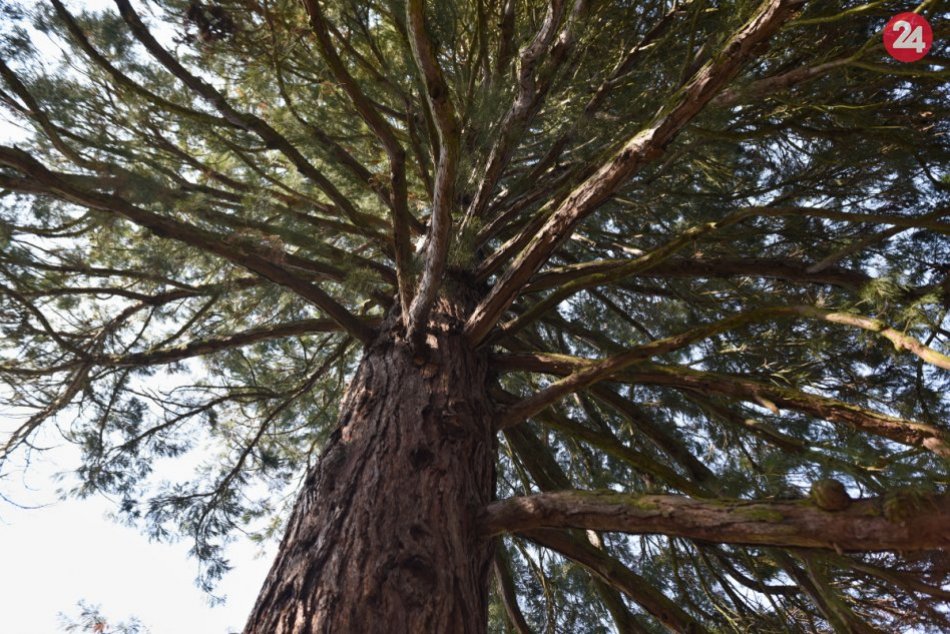 Ilustračný obrázok k článku Stromom roka 2019 je známy: V ankete zabodoval aj 150-ročný mladík z okolia Trnavy