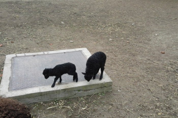 Ilustračný obrázok k článku Babičkin dvor s novými obyvateľmi: Pribudla Robka, Bodka aj morky, FOTO