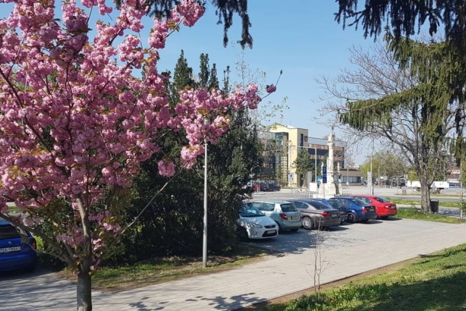 Ilustračný obrázok k článku Šaľanom rozkvitá strom lásky: O chvíľu sa zazelená aj strecha radnice, FOTO