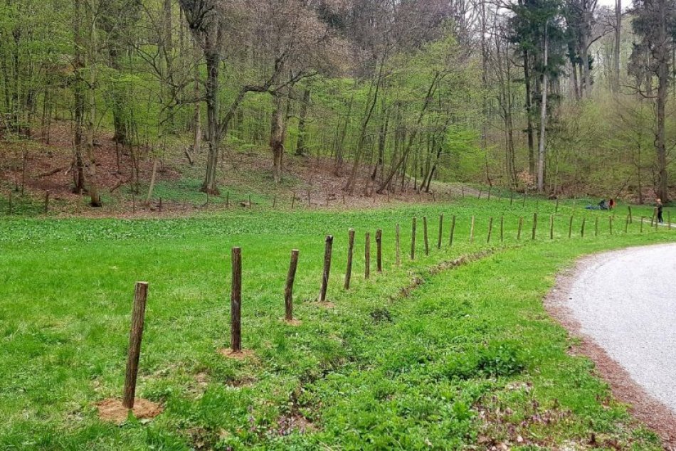 Ilustračný obrázok k článku Atrakcia pre návštevníkov lesoparku: Na Dlhých lúkach sa budú pásť ovečky