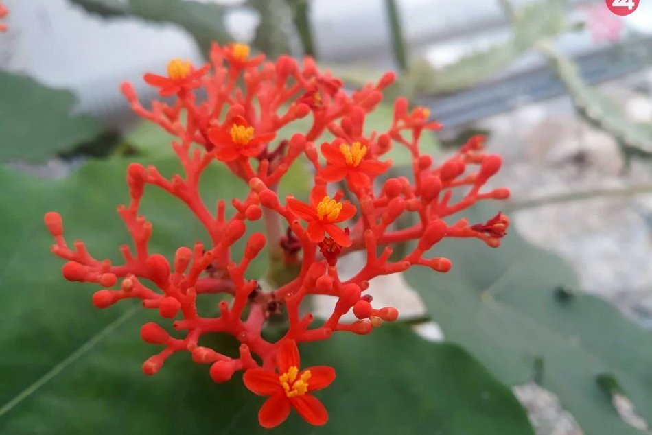 Ilustračný obrázok k článku OBRAZOM: Botanická záhrada na jar zakvitla pestrými farbami