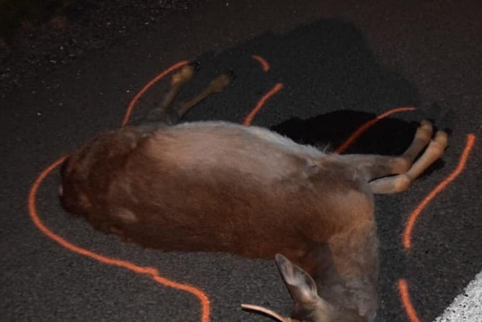 Ilustračný obrázok k článku POZOR, aby sa z vodiča nestal pytliak: Ak zrazíte srnku či diviaka, TOTO nerobte!