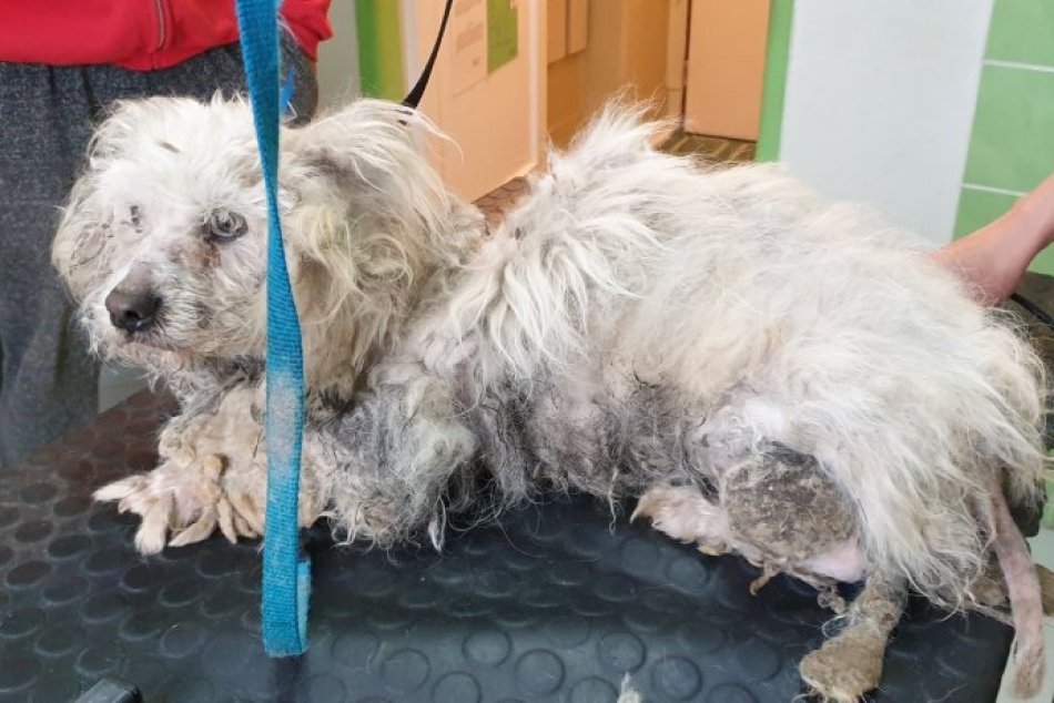 Ilustračný obrázok k článku Tak zúboženého psíka v žiarskom útulku nemali už dávno: Premena na nepoznaie! FOTO