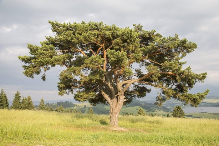 Ilustračný obrázok k článku Symbolická borovica v Bešeňovej: Jej čaru podľahla aj známa slovenská speváčka