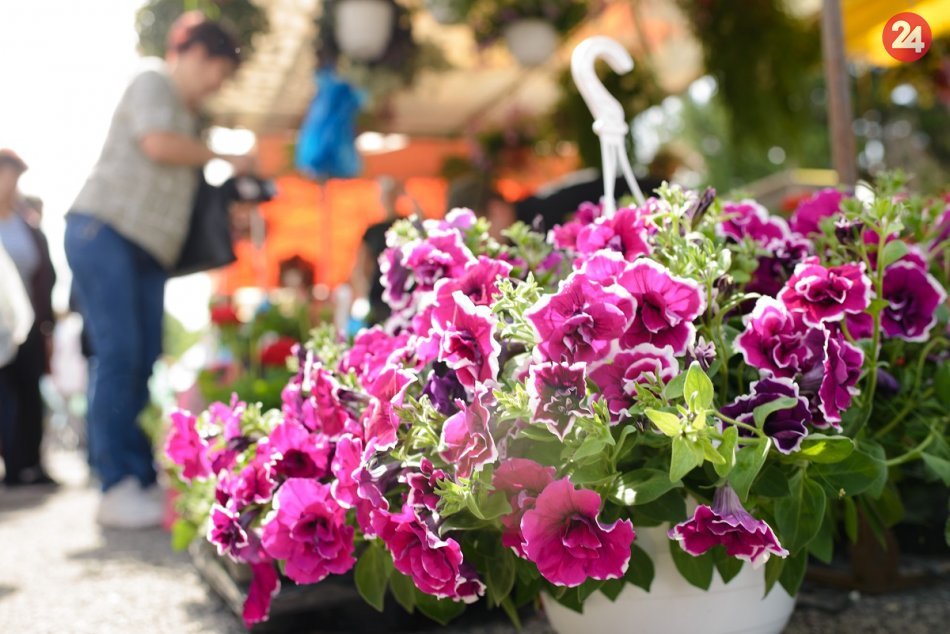 Ilustračný obrázok k článku Hlohovec cez víkend rozkvitne: Jubilejný 20. ročník Dňa kvetov je za dverami