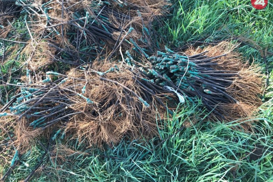 Ilustračný obrázok k článku Kuriózna krádež počas Veľkej noci: Z viníc zmizli tisícky štepov, FOTO