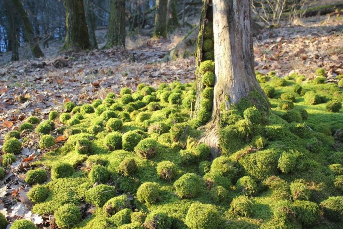 Ilustračný obrázok k článku V Dúbravke ožijú lesné tajomstvá. Chystá sa výstava Land Art