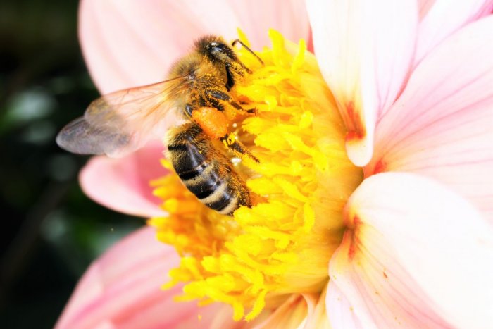 Ilustračný obrázok k článku Výsledky krajského participatívneho rozpočtu: V okrese Trnava uspelo 12 projektov