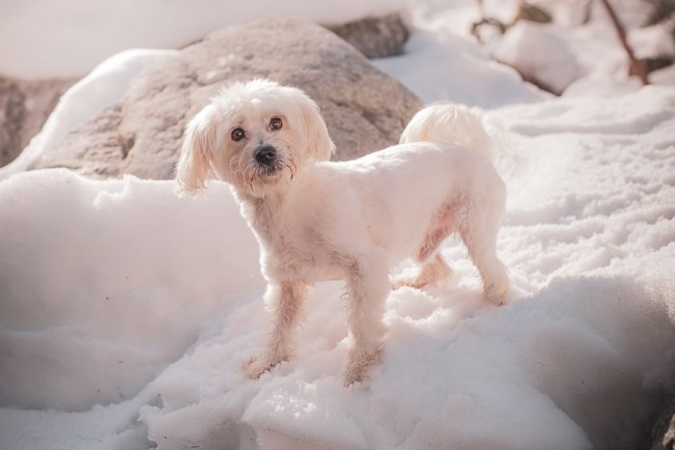 Ilustračný obrázok k článku Smutný Tomiho príbeh: Po odchode pána do domova dôchodcov ostal v byte sám