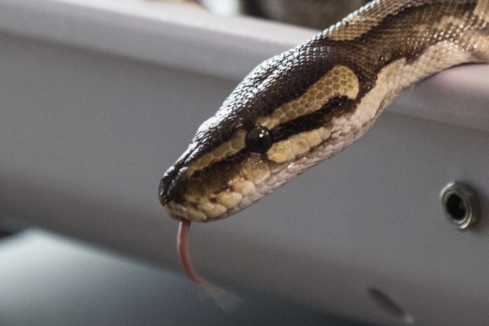 Ilustračný obrázok k článku KURIOZITA DŇA: Objavili nezvyčajného hada, na svet hľadel troma očami