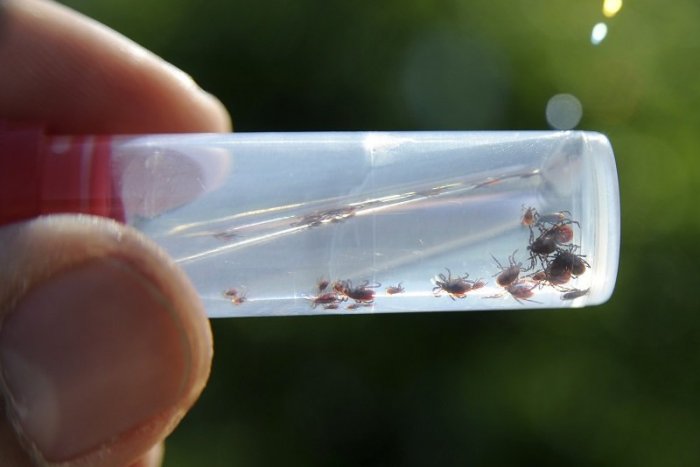 Ilustračný obrázok k článku V okrese Lučenec hlásia ochorenie na kliešťovú encefalitídu, šarapatí opäť aj chrípka