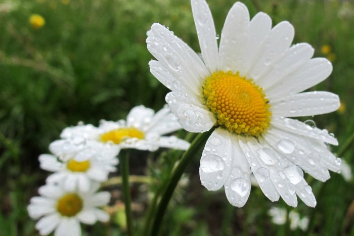 Ilustračný obrázok k článku Výstraha pred dažďom: Meteorológovia varujú Popradský okres