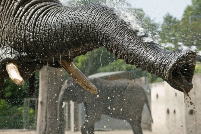 Ilustračný obrázok k článku Operácia zameraná proti pytliakom: Britský vojak zahynul pri útoku slona