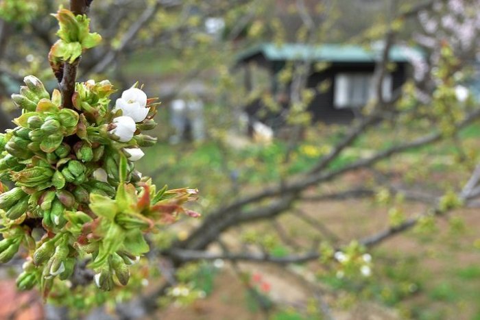 Ilustračný obrázok k článku Bývanie na Zlatých pieskoch načierno? Ružinov chce obstarať územný plán pre záhradkársku osadu