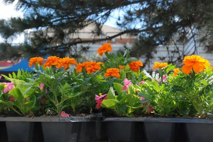 Ilustračný obrázok k článku Dúbravka bude krajšia: Samospráva rozdá obyvateľom letničky