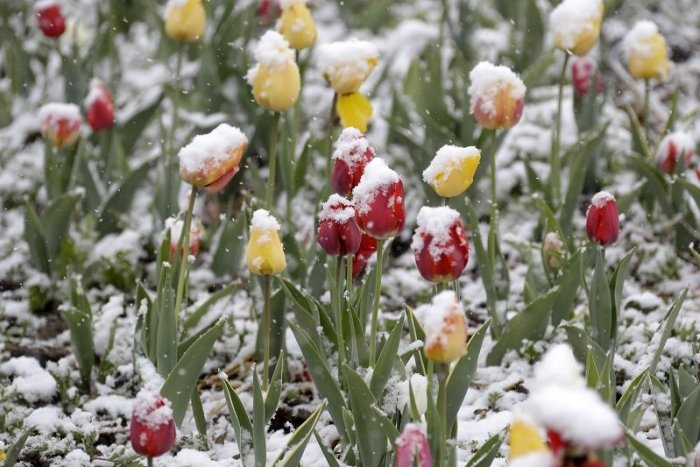 Ilustračný obrázok k článku V noci hrozí na mnohých miestach Slovenska sneženie, vrátane Brezna