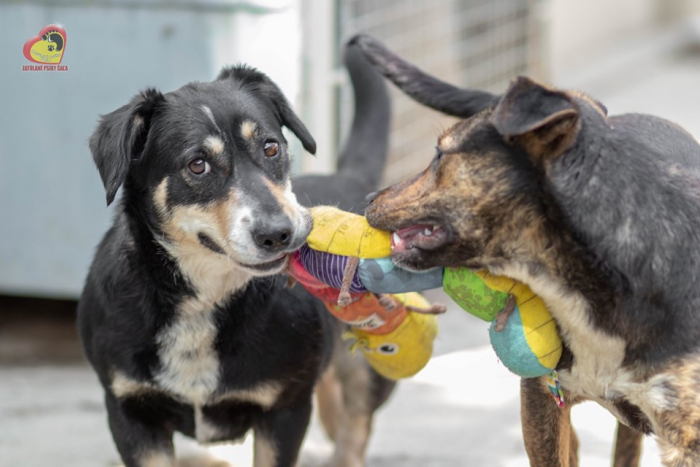 Ilustračný obrázok k článku Psíci z útulku sú tu: Neváhajte ani minútu a vyberte si svojho miláčika, FOTO